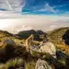 Dog in wilderness