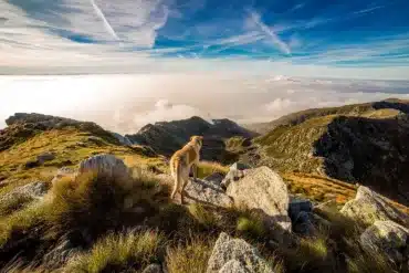 Dog in wilderness
