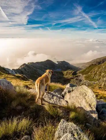 Dog in wilderness