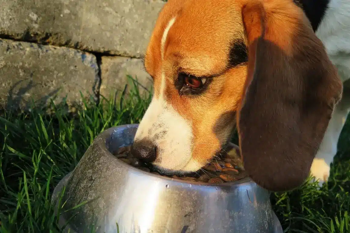 Benefits of Fermented Foods for Your Dog's Health