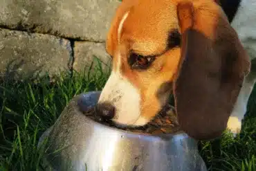 Benefits of Fermented Foods for Your Dog's Health