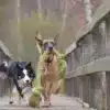 Best Way To Get Your Dog's Energy Out