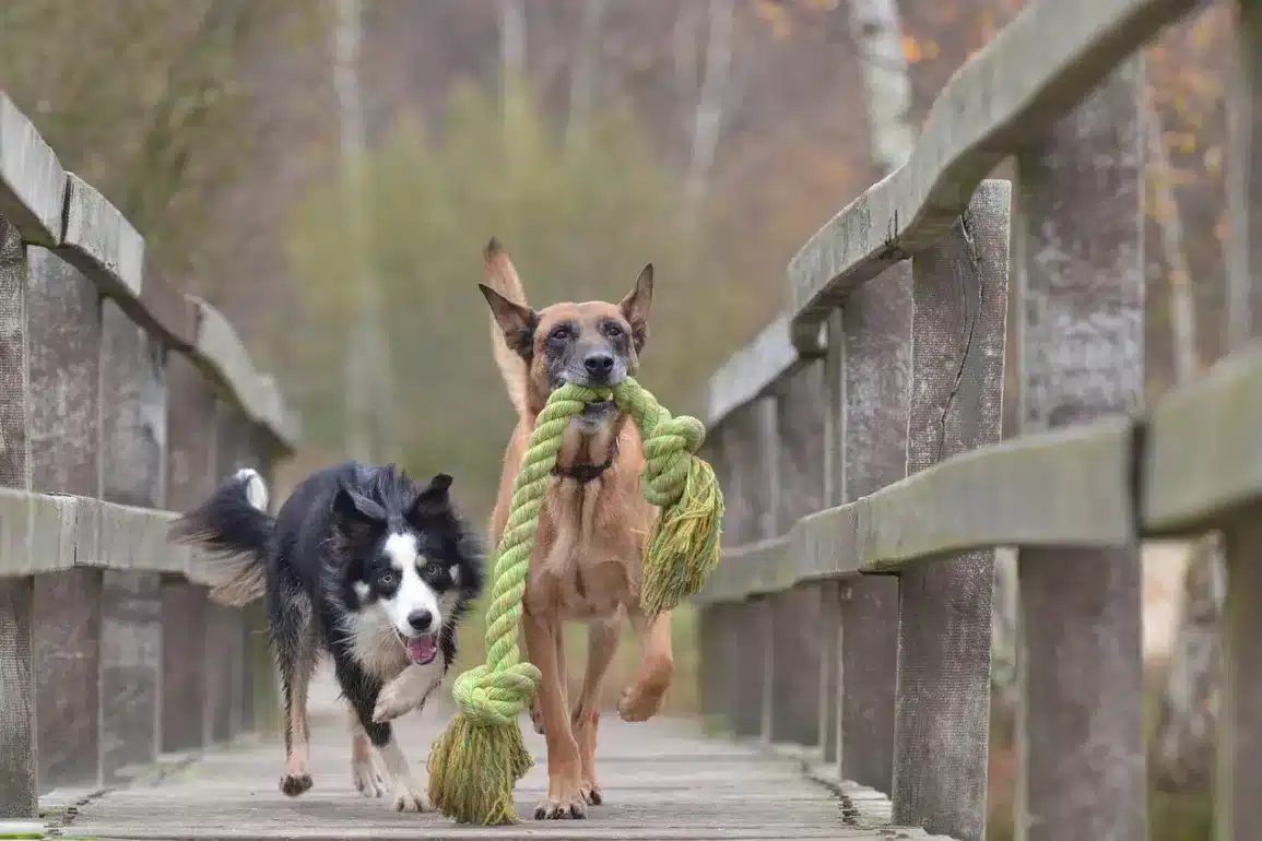 Best Way To Get Your Dog's Energy Out