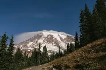 Visiting Mount Rainier With Your Pup