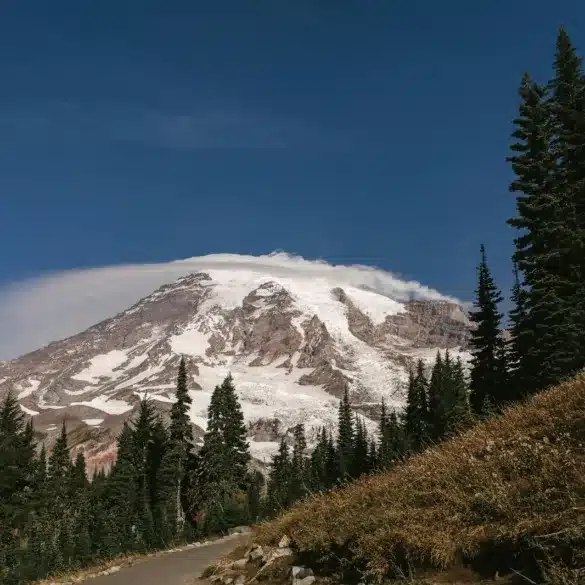 Visiting Mount Rainier With Your Pup