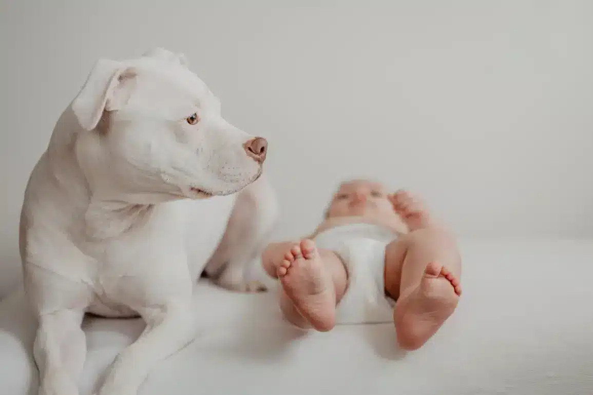 Why Your Dog Might Be Jealous of the Baby