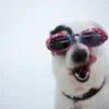 The Proper Way to Brush Your Dog's Teeth & Keep Them Clean