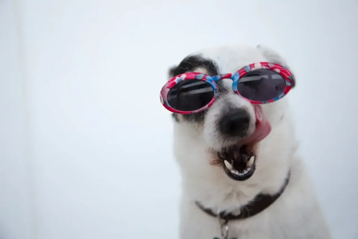 The Proper Way to Brush Your Dog's Teeth & Keep Them Clean