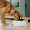 Automatic vs. Manual Dog Feeders