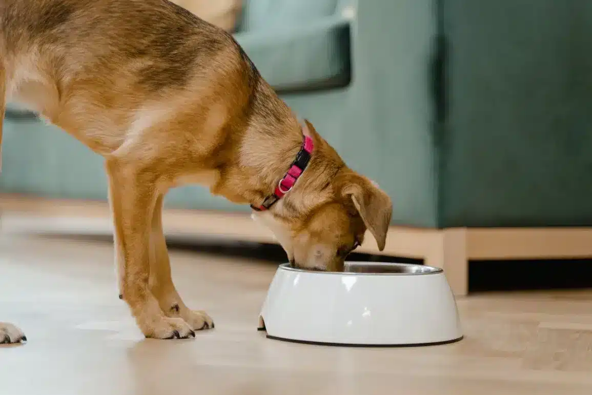 Automatic vs. Manual Dog Feeders