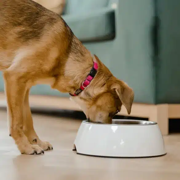Automatic vs. Manual Dog Feeders