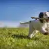 How Dogs Help Veterans Overcome PTSD