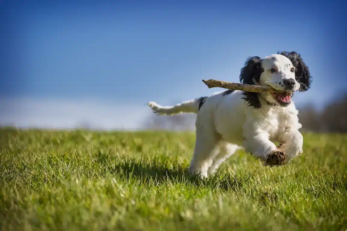 How Dogs Help Veterans Overcome PTSD