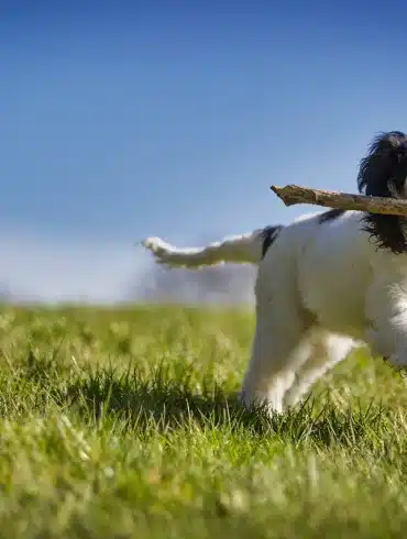 How Dogs Help Veterans Overcome PTSD