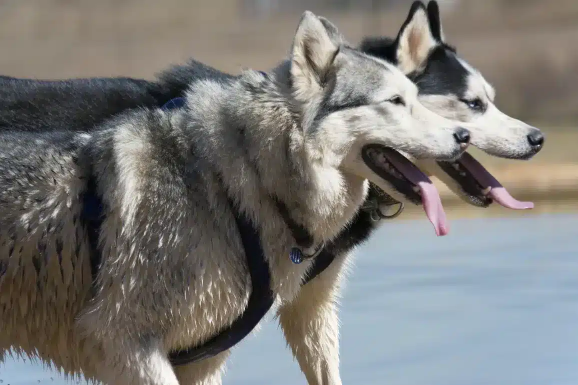 Why Does My Husky Howl So Much?