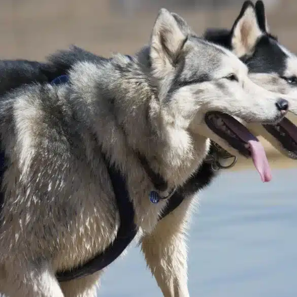 Why Does My Husky Howl So Much?